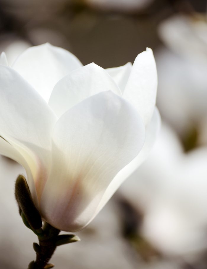 Magnolia blanca en floracion